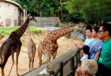 Фото - Пресс-релиз: Открытый контактный зоопарк Кхао Кхео в Королевстве Таиланд приглашает на ночное сафари с экзотическими животными